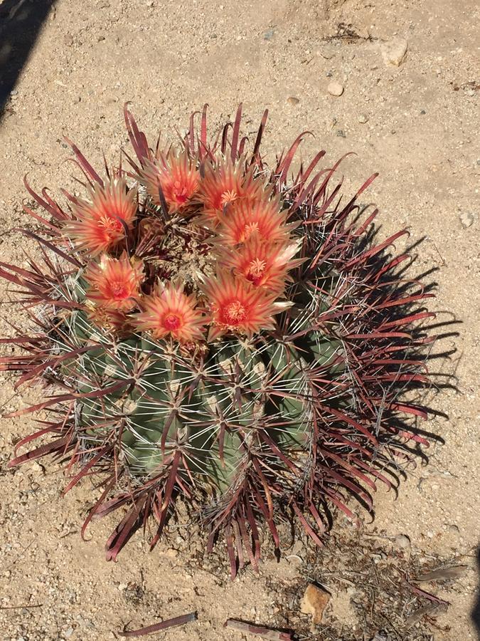 Villa Cactus Adobe Twentynine Palms Esterno foto