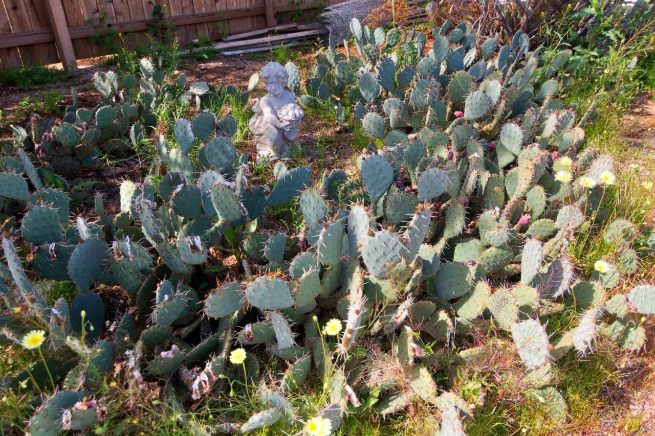 Villa Cactus Adobe Twentynine Palms Esterno foto